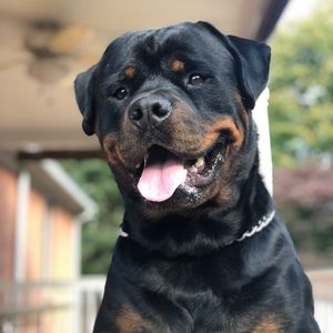 Meet your Posher, Casey